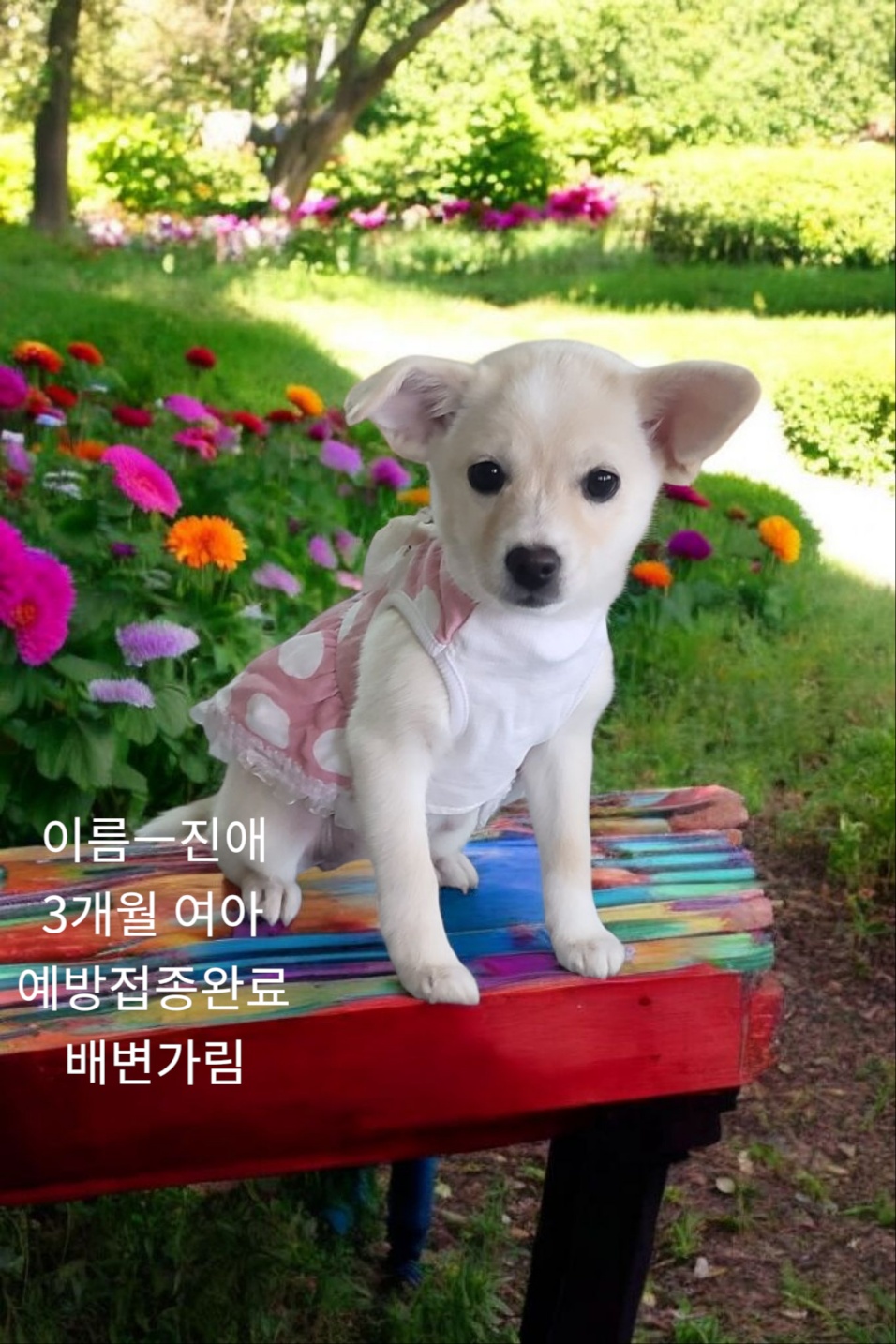 [개] 엄마는 치와와 경북-성주-2025-00093 유기동물 배경 이미지 입니다.